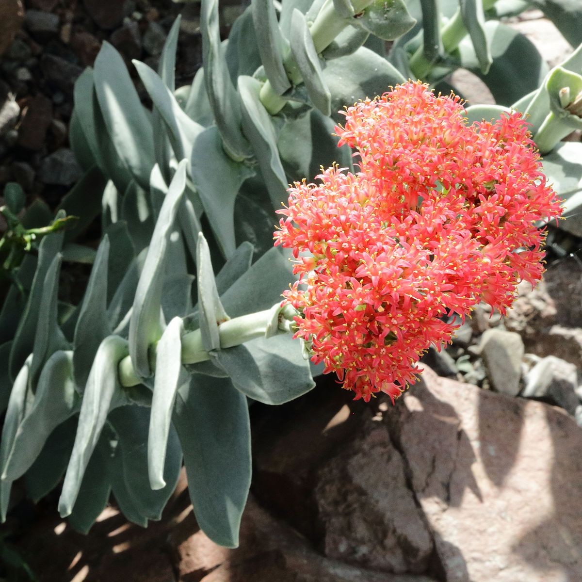  p data-id="tb7ins4pmohb">神刀是景天科青锁龙属多年生肉质草本植物