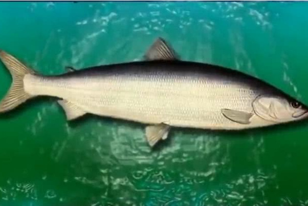 属/15585614" data-lemmaid="15585614">北鲑属 /a>下的一种淡水鲑鱼