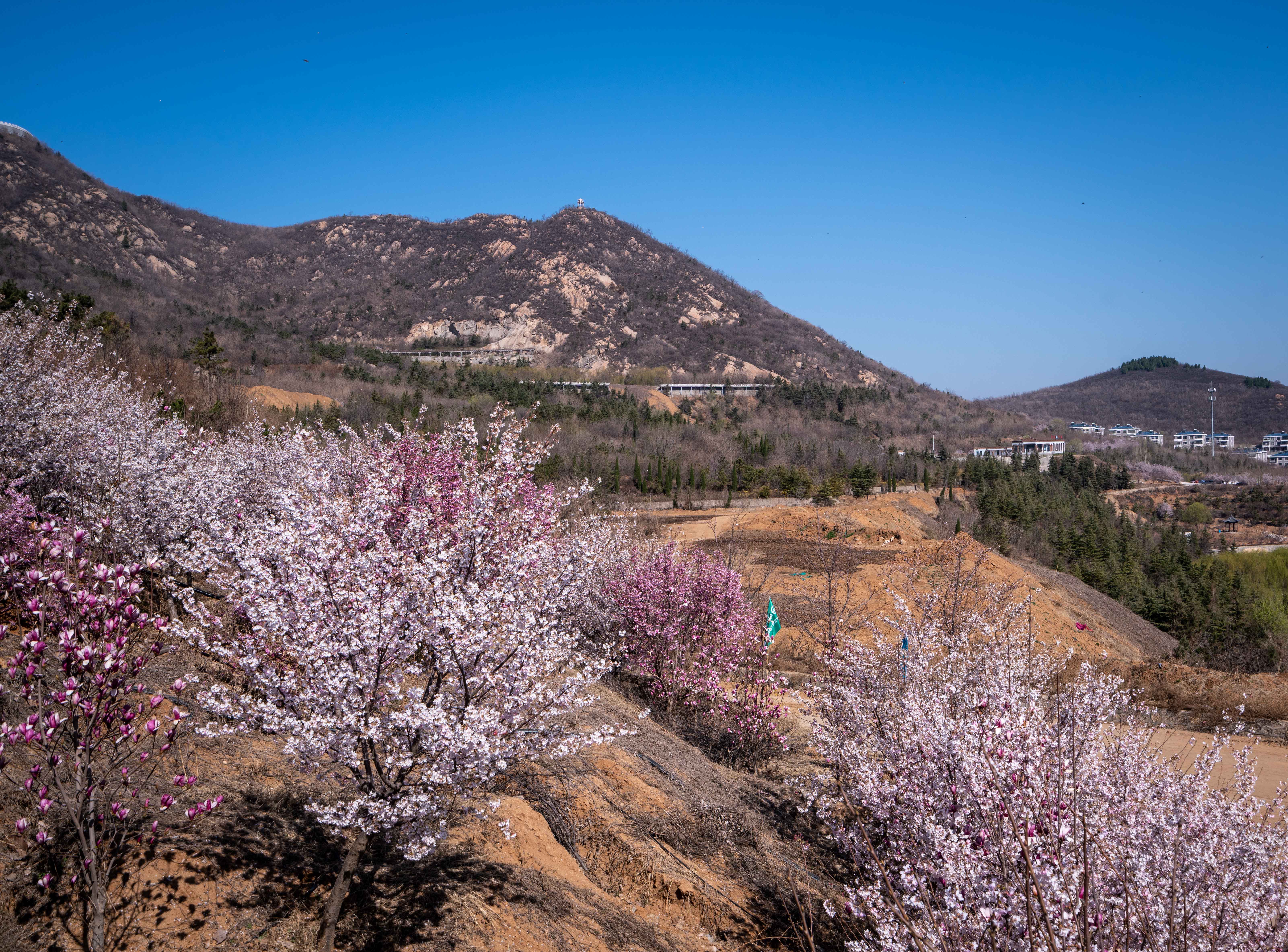  p>樱花山水利风景区位于邹平县南部山区,依托水土流失治理工程而建