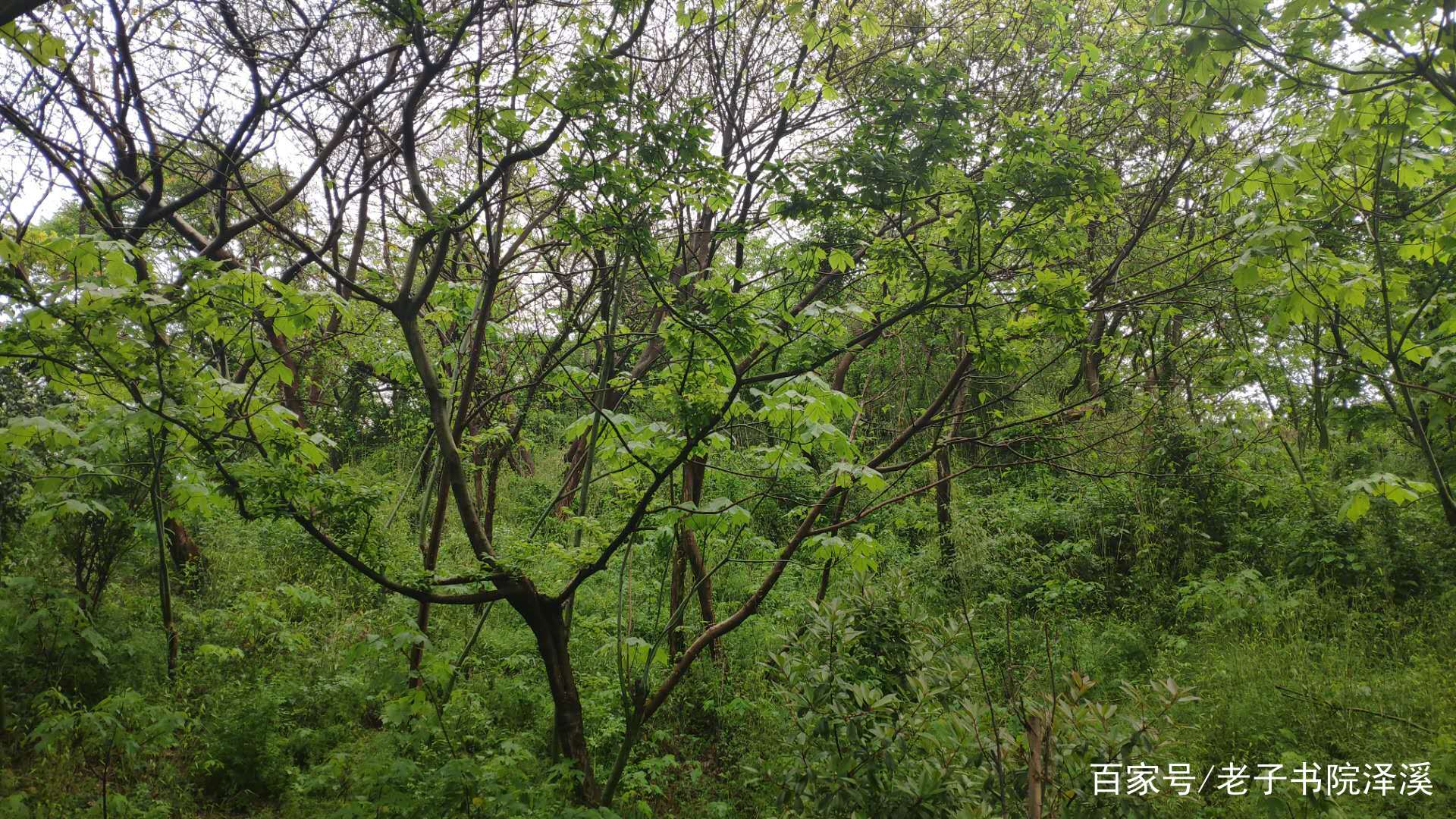 你知道“仁”在论语中出现过多少次吗_百科TA说