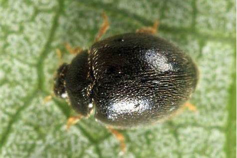 黑囊食螨瓢虫