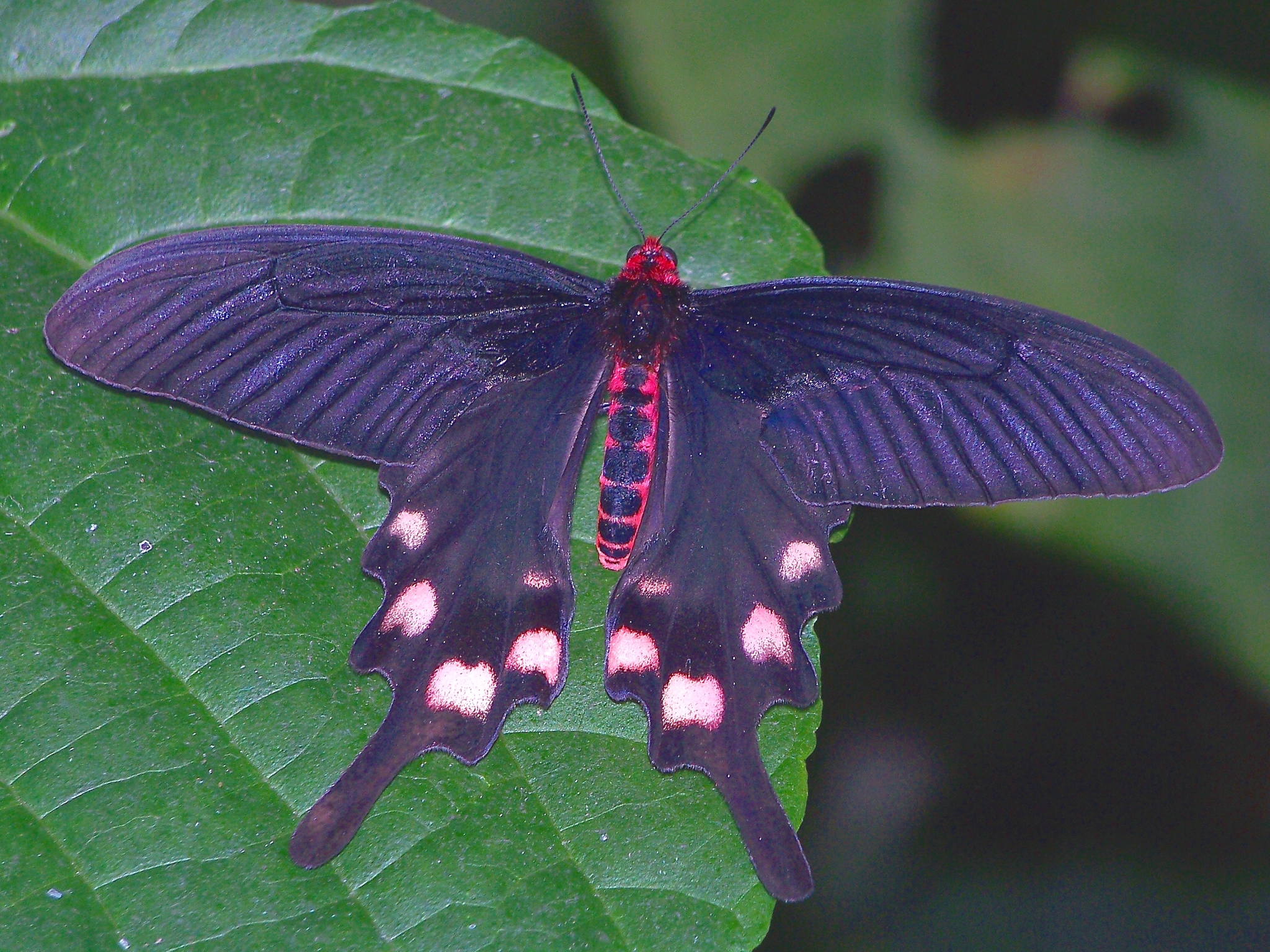  p>长尾麝凤蝶(学名: i>byasa impediens /i>)是凤蝶科,麝凤蝶属蝴蝶.