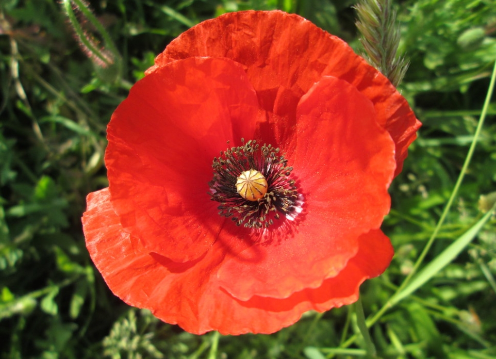  p>罂粟属(学名: i>papaver /i>):是罂粟目,罂粟科下的一属植物,共有