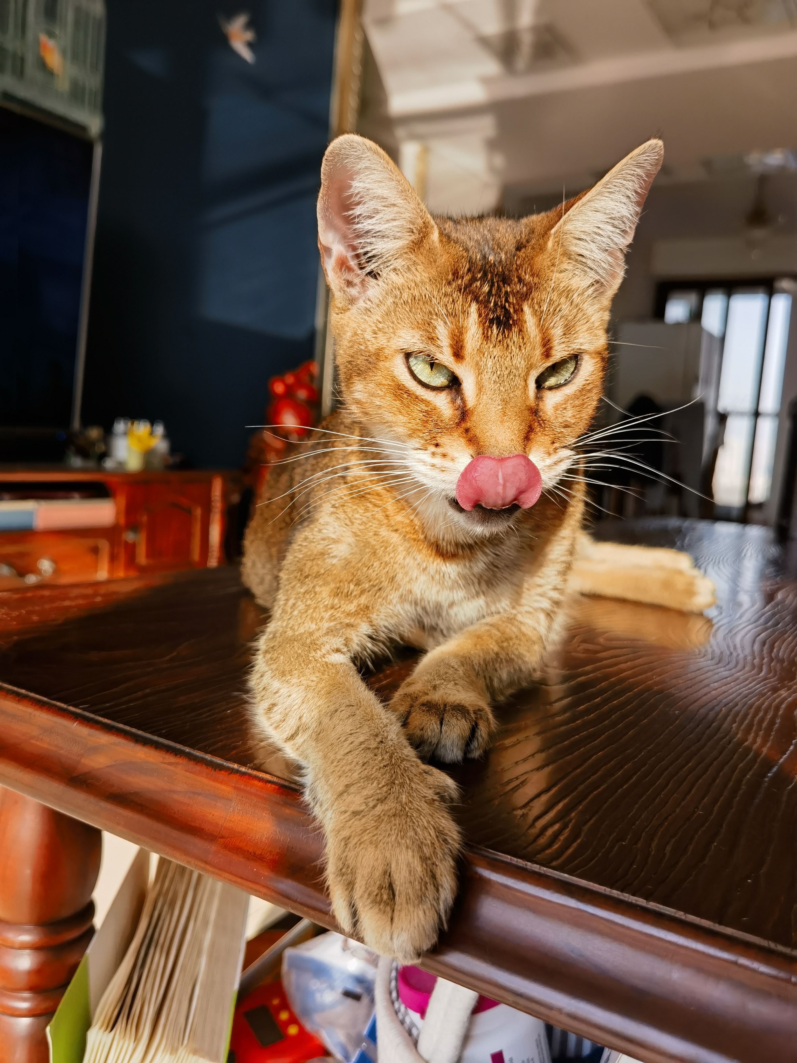  p data-id="gnwhvsdbez">非洲狮子猫,一种有一