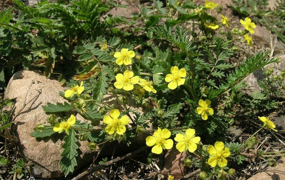 科/1121901" data-lemmaid="1121901">蔷薇科 /a>,委陵菜属多年生 a