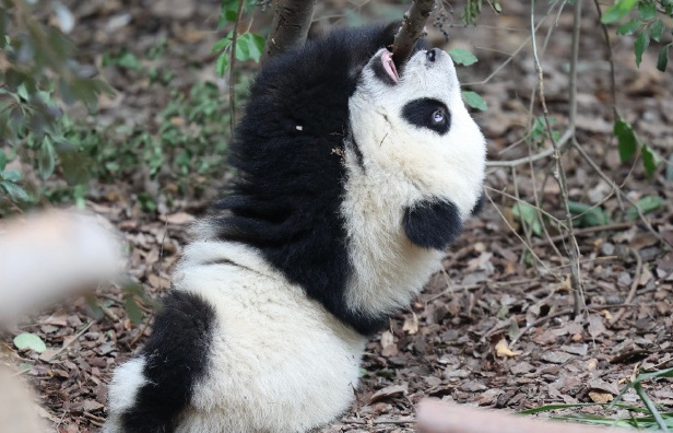 class="ref" data-ctrid="tgrtrmuymryk">福禄,雌性大熊猫,谱系号883