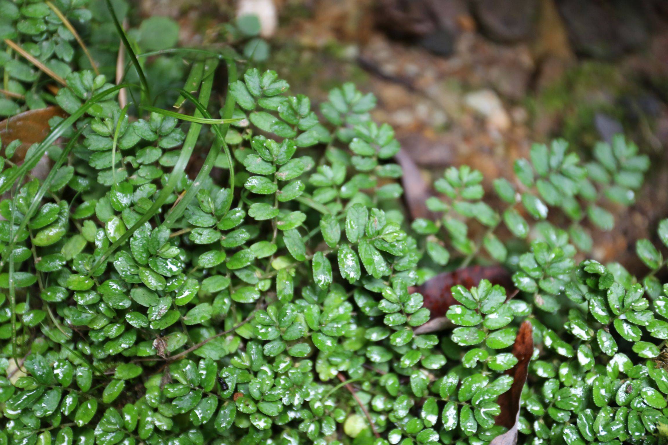 宽苞屏边楼梯草
