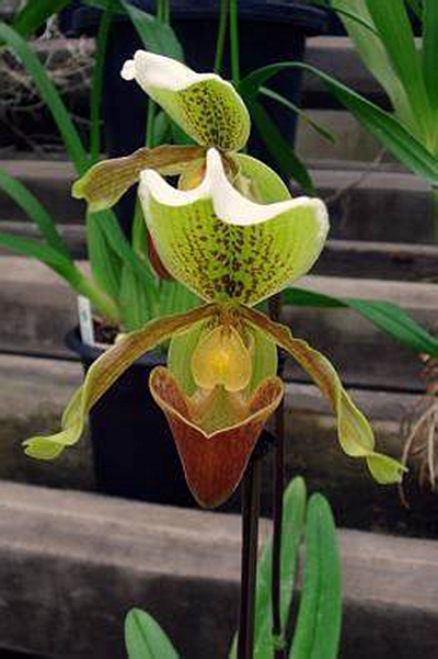  p>美丽兜兰(学名: i>paphiopedilum  /i>meili)是兰科,兜兰属 a