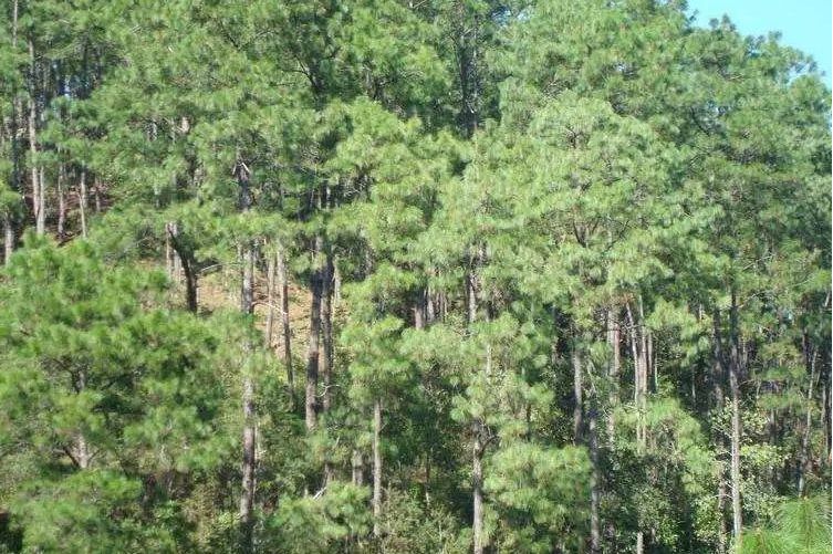 西南桦广西白色群体12家系