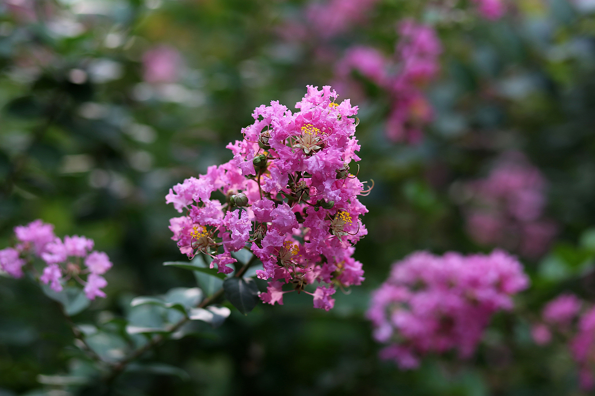 lagerstroemia indica
