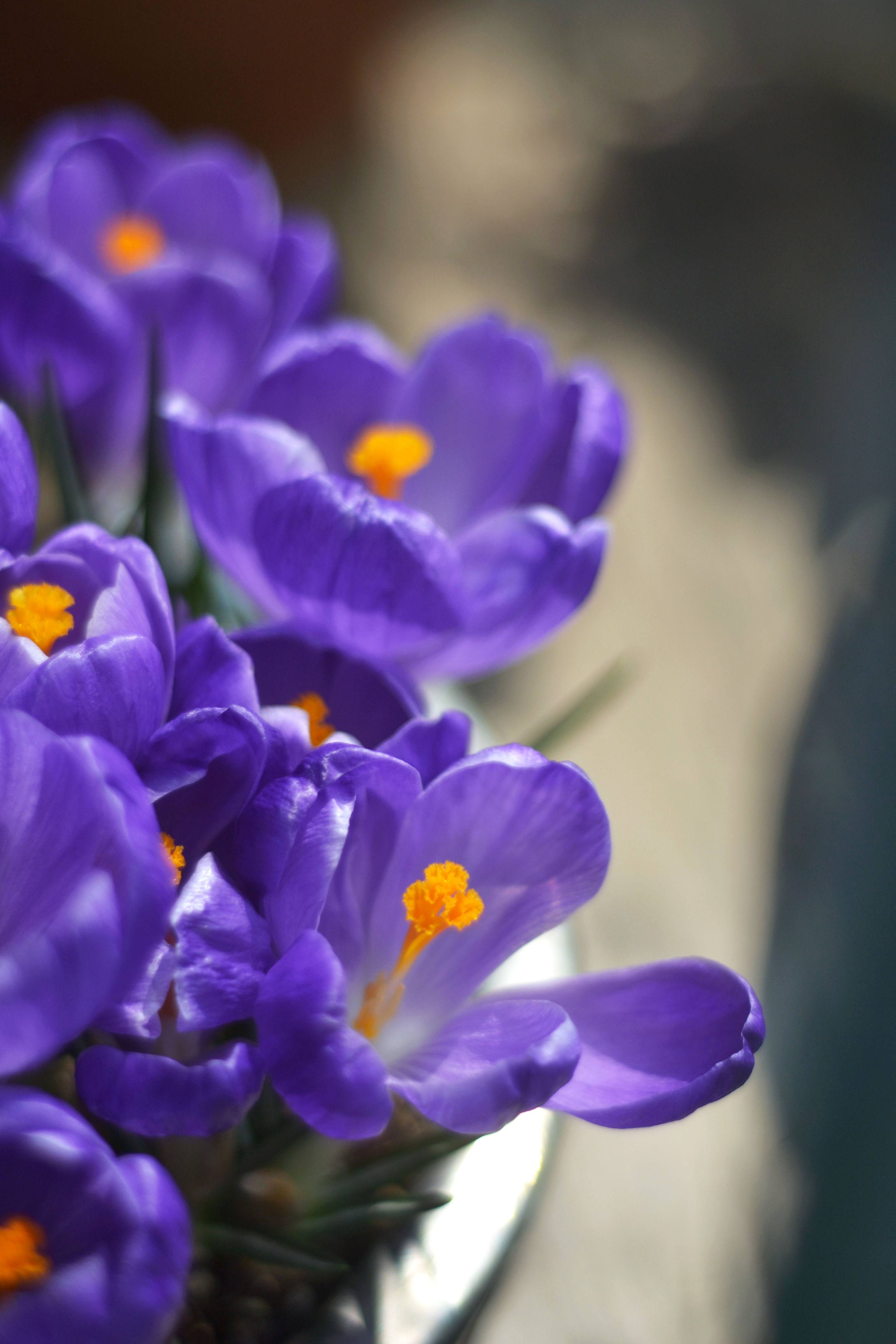  p data-id="txtpjl0wa3ey">番红花( i>crocus sativus /i> l.