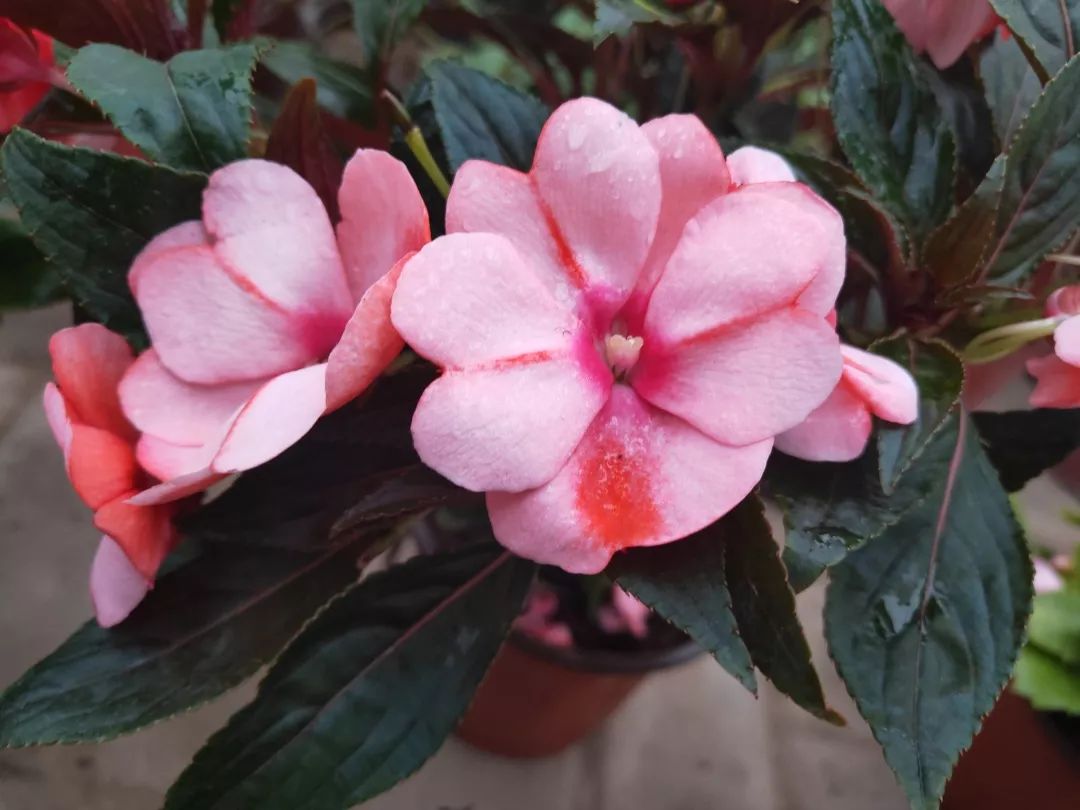 矩瓣凤仙花