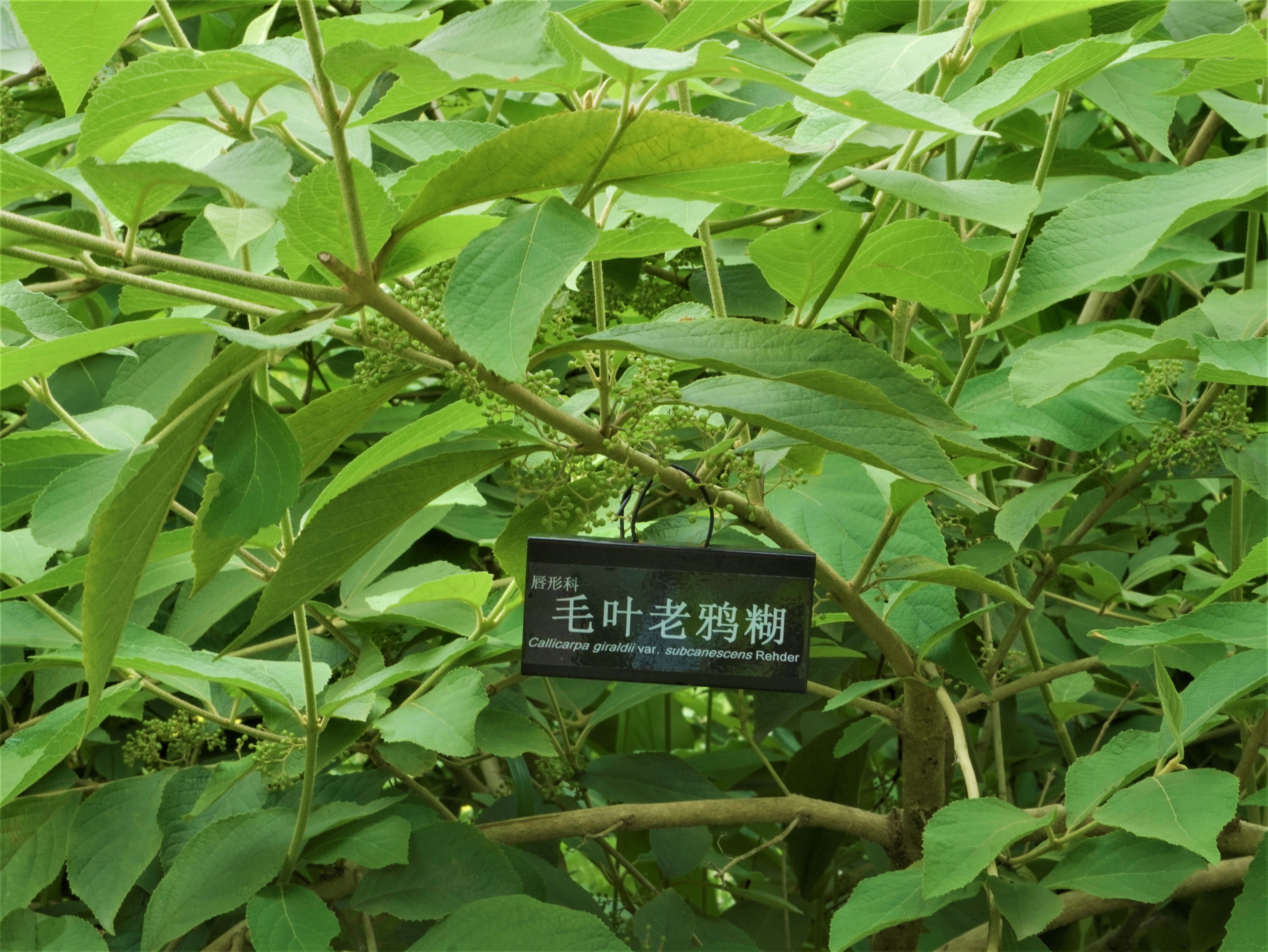 毛叶老鸦糊