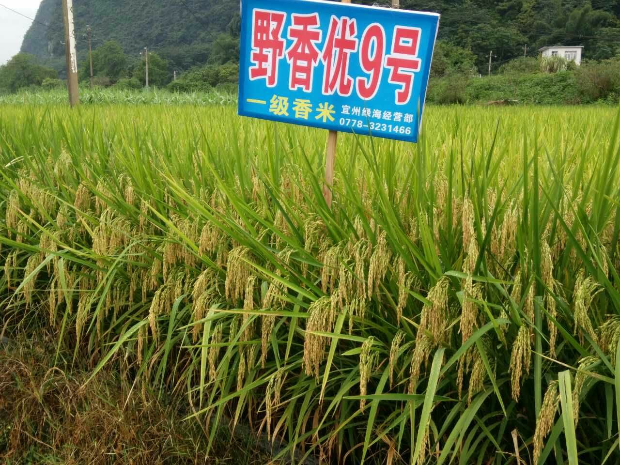 22073330">野香a /a>为母本,以r9为父本选育的感温型三系杂交水稻品种