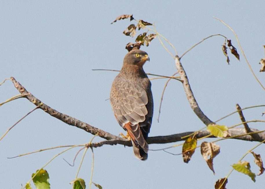  p>蝗鵟鹰(学名: i>butastur rufipennis /i>):是鹰形目,鹰科,鵟鹰属