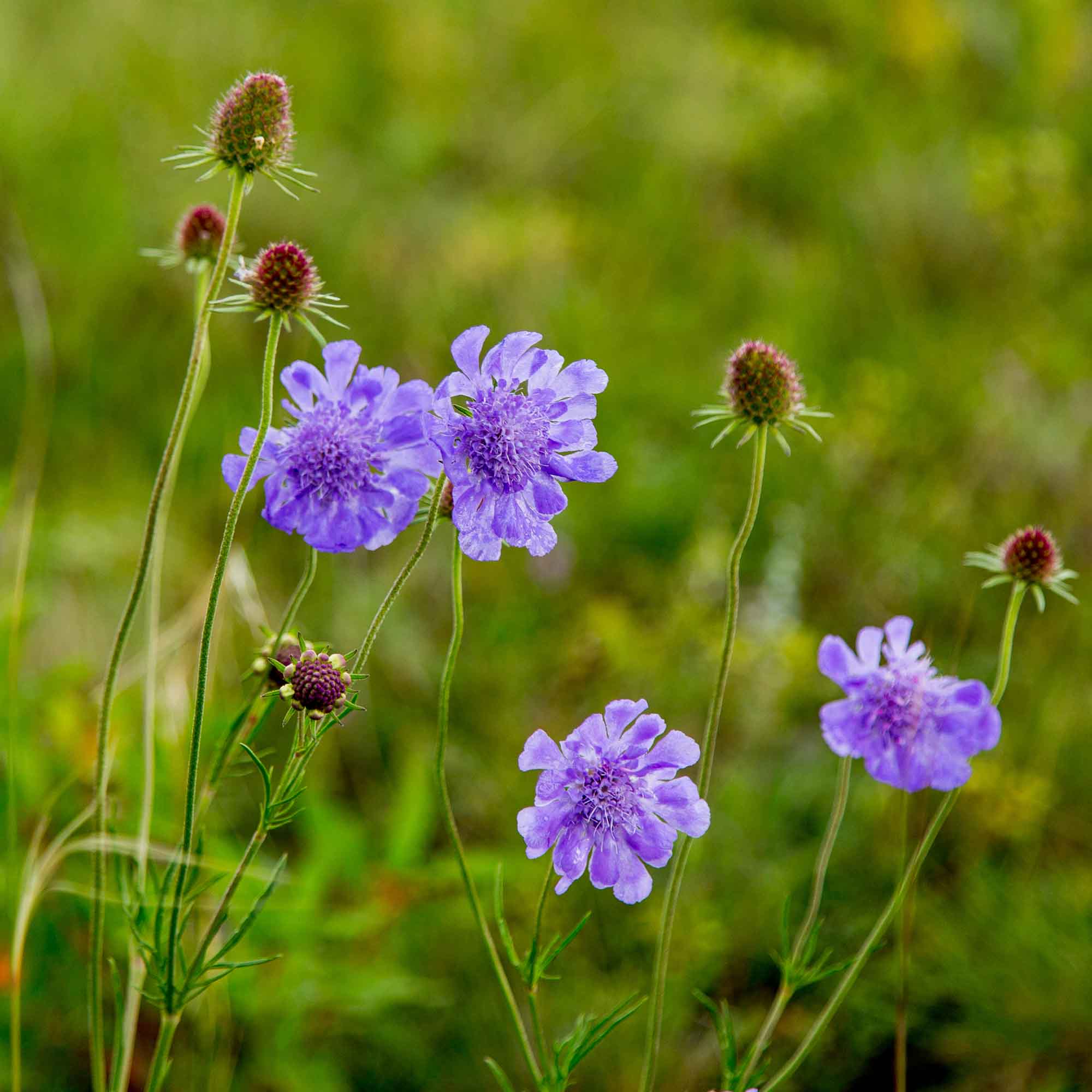  p data-id="gn3cpxldi9">准噶尔蓝盆花门中文