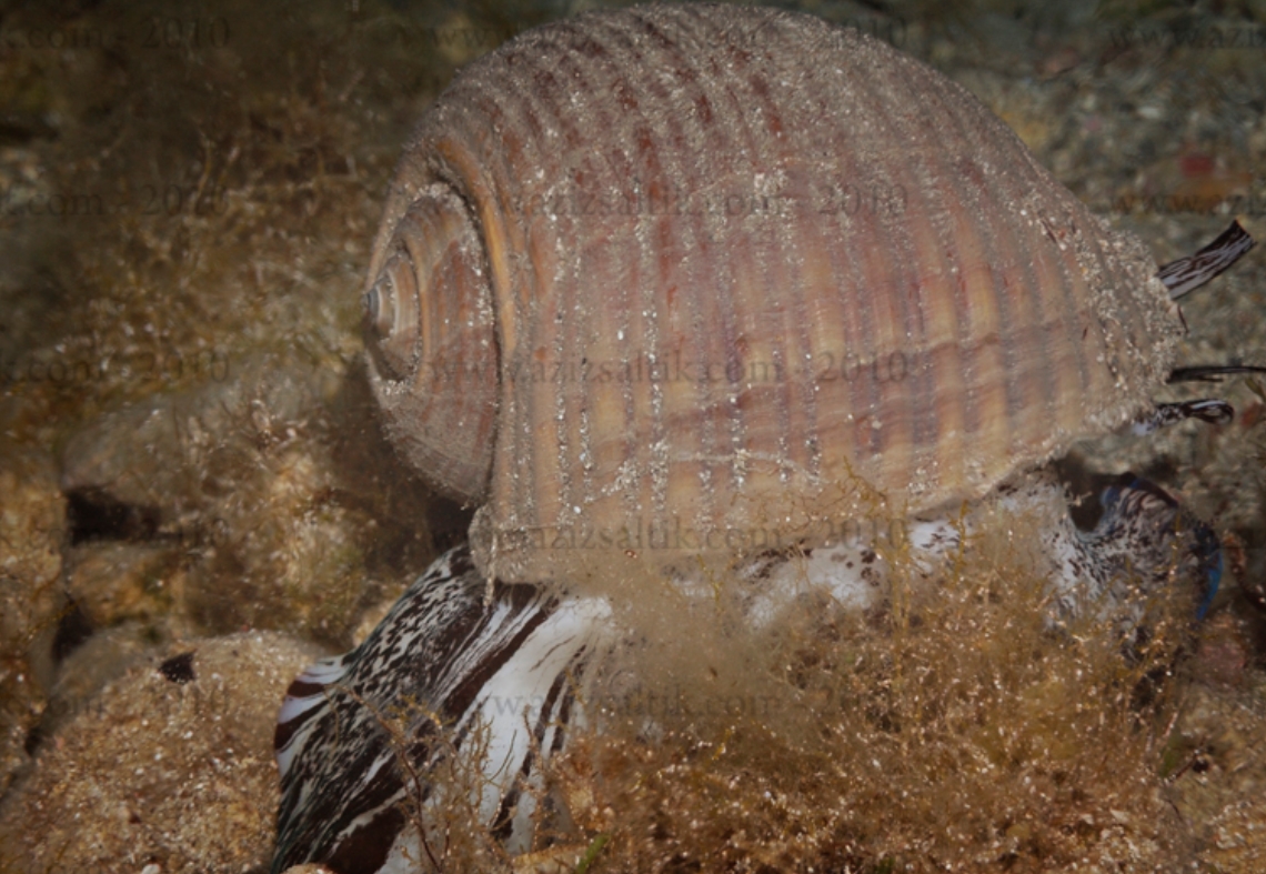  p>栗色鹑螺(学名: i>tonna galea /i>):是玉黍螺目,鹑螺科,鹑螺属的