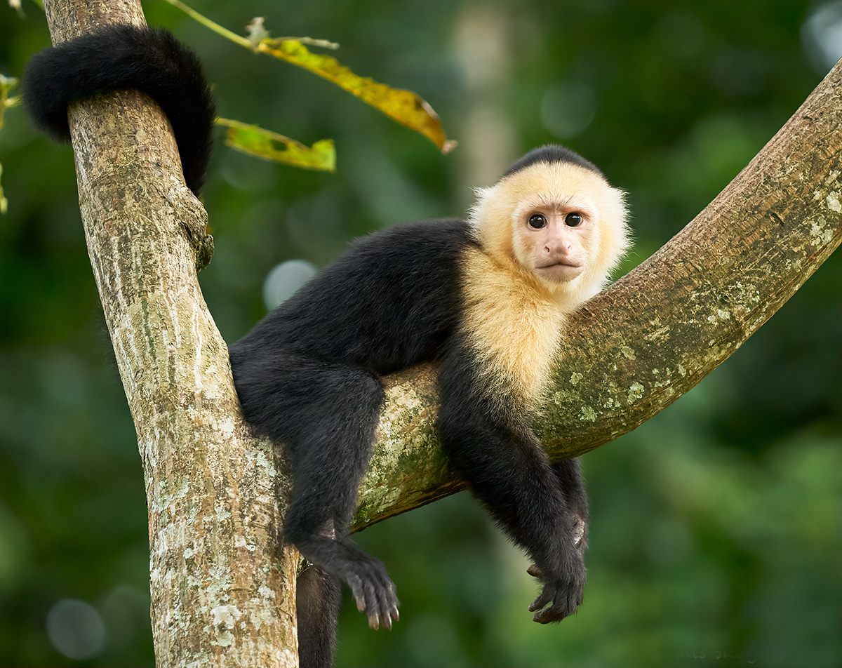  p>白脸卷尾猴(学名: i>cebus capucinus /i>):是卷尾猴科,卷尾猴属的