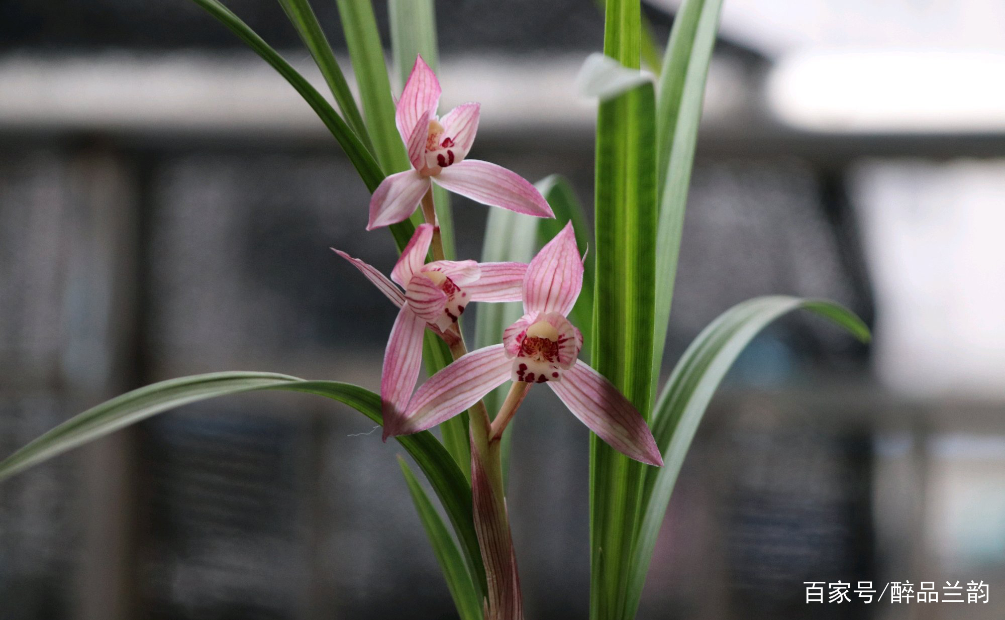 春剑中不可多得的色花品种 颜色艳丽 瓣型周正 百科ta说