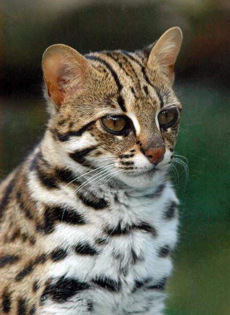  p>豹猫(学名: i>prionailurus bengalensis /i>)是猫科,豹猫属动物.