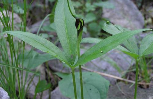 天南星科：特色植物有哪些？_百科TA说