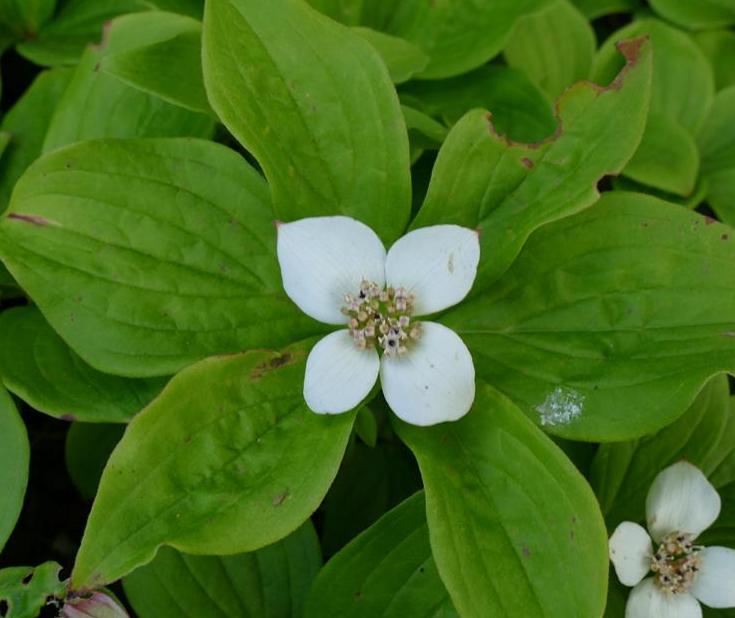  p>草茱萸(学名: i>cornus canadensis /i> linnaeus)是山茱萸科,草