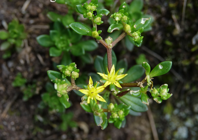  p>东南景天(学名: i>sedum alfredii /i> hance)是景天科,景天属植物