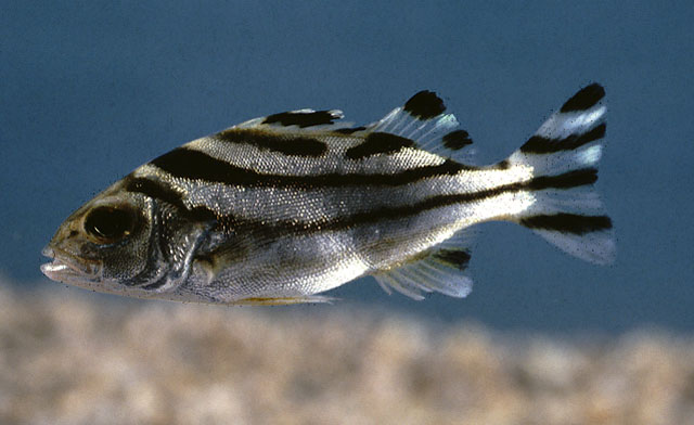  p>细鳞鯻,潮汕俗称斑猪.