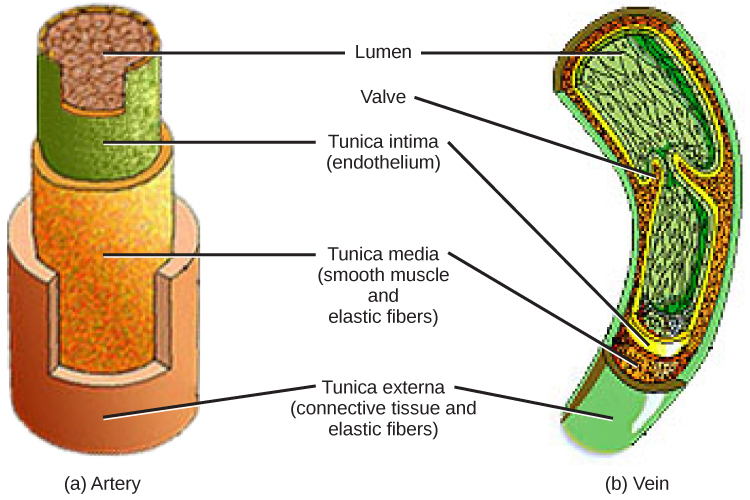 p>平滑肌,是非横纹肌的肌肉组织.