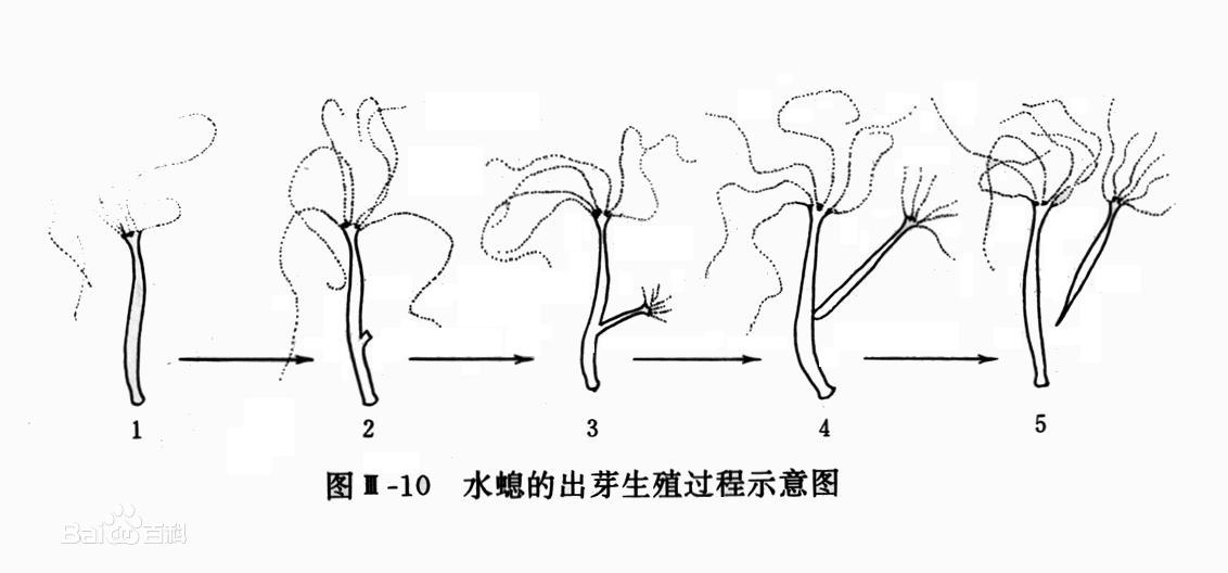  p>出芽生殖(budding reproduction)出芽生殖又叫 a target="_blank"