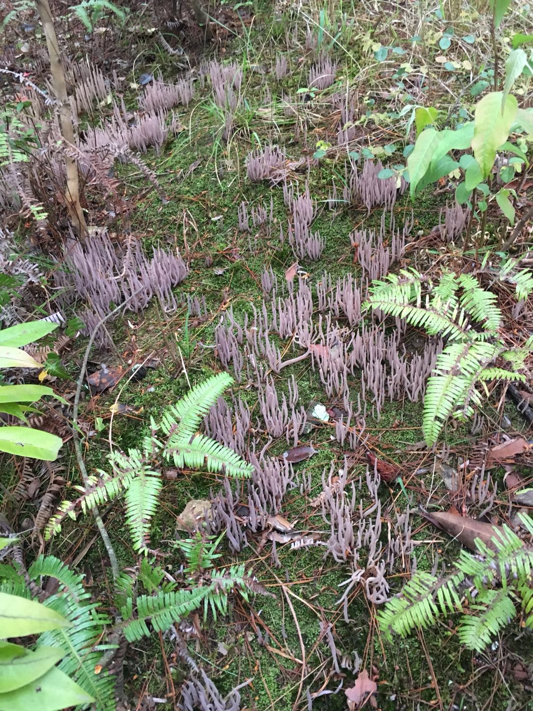  p>紫珊瑚菌,拉丁学名:clavaria purpurea muell. : fr.