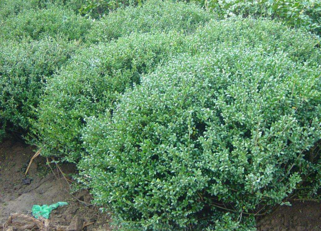 10188411" data-lemmaid="10188411">冬青属 /a>的一种常绿灌木或乔木