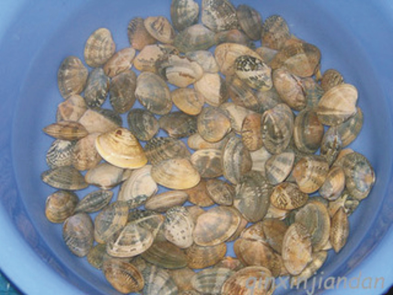  p>琴文蛤是我国南方海域新兴的滩涂贝类养殖品种