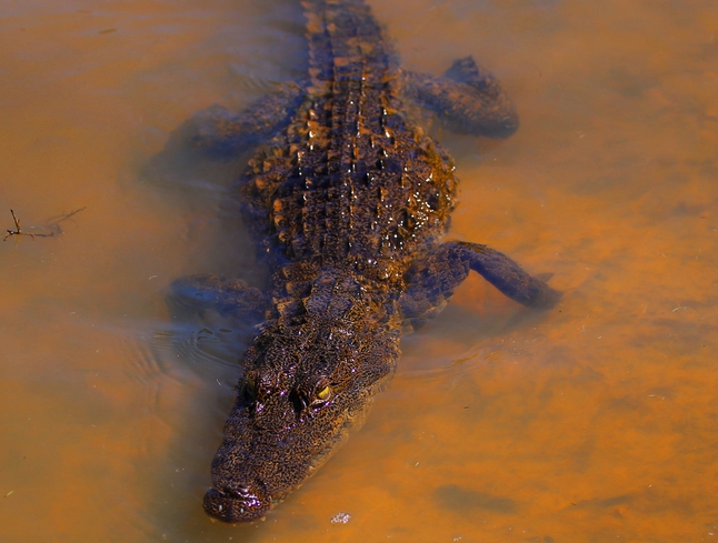  p>沼泽鳄,学名: i>crocodylus palustris /i>(lesson, 1831), a