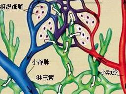 (又称淋巴) 成份与组织液相同,因是由血液经微血管所渗出来的,所以不