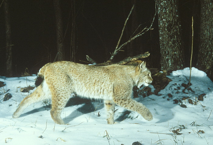 猞猁阿穆尔亚种