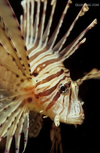  p>蓑鲉(学名: i>pterois volitans /i>)是鲉科,蓑鲉属硬骨鱼.