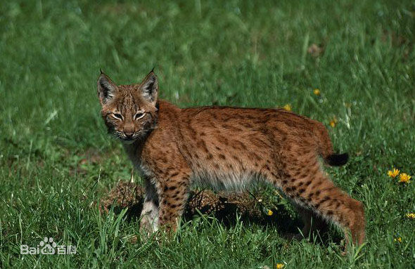 iberian lynx