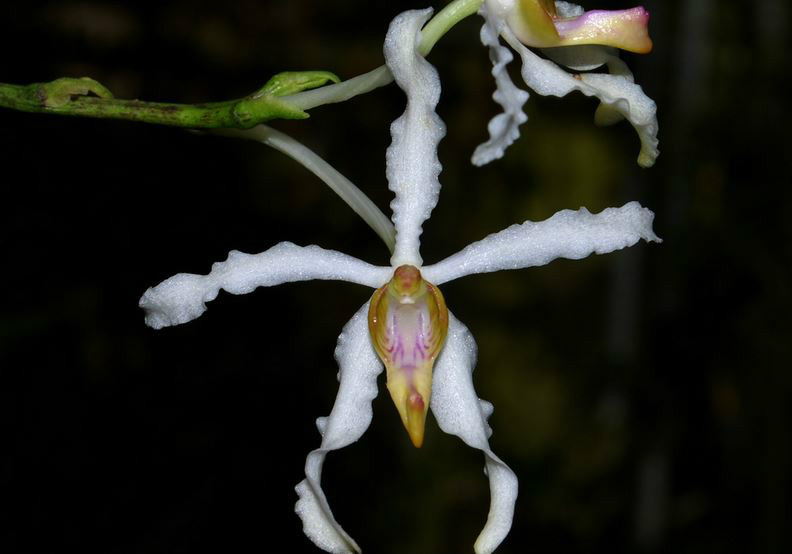  p>白花拟万代兰(学名: i>vandopsis undulata /i>  (lindl.) j. j.