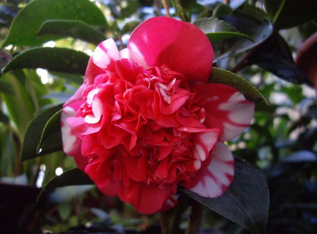  p>花佛鼎曾是 a target="_blank" href="/item/茶花/315158" data