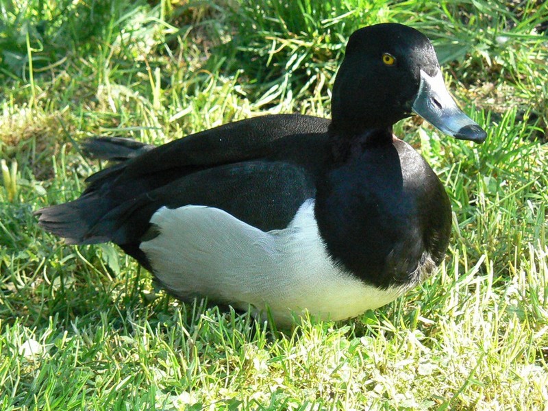  p>环颈潜鸭(学名: i>aythya collaris /i>):是雁形目鸭科潜鸭属的