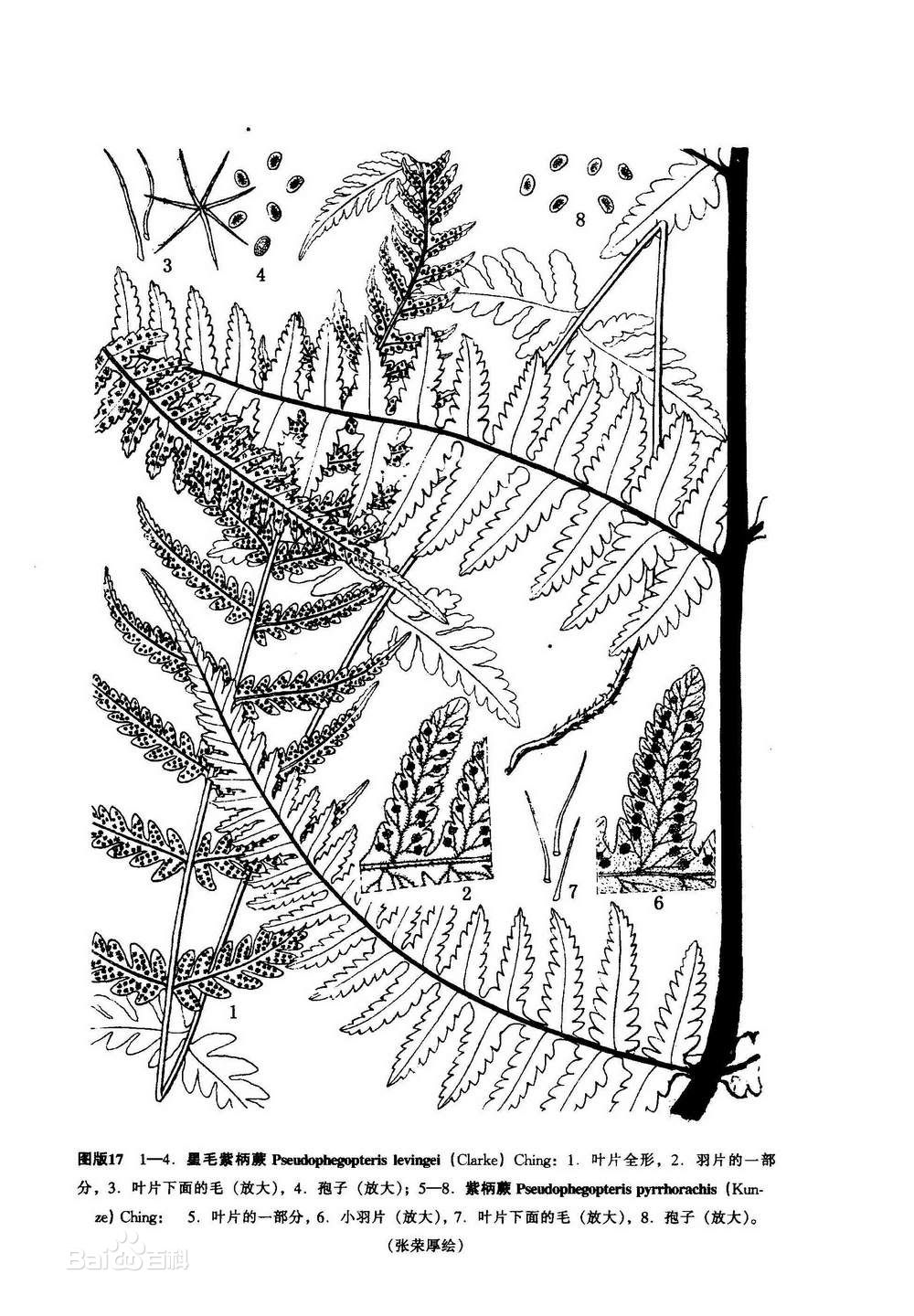  i>pseudophegopteris subaurita /i> (tagawa) ching)是金星蕨科紫柄
