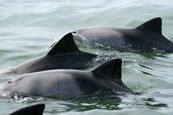 赫氏海豚