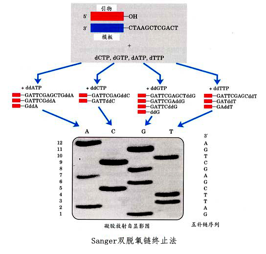 id="53941528">测序技术 /a>(也即第一代dna测序技术),由sanger等197