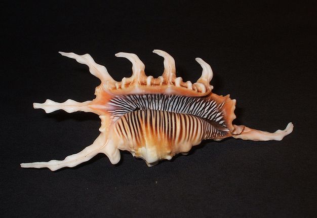 millepes scorpius scorpius