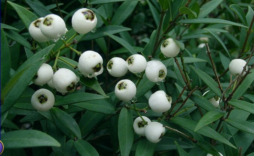  p>狭叶蒲桃,为灌木或小乔木,高1-5米; 嫩枝纤细,四方形,干后灰褐色.