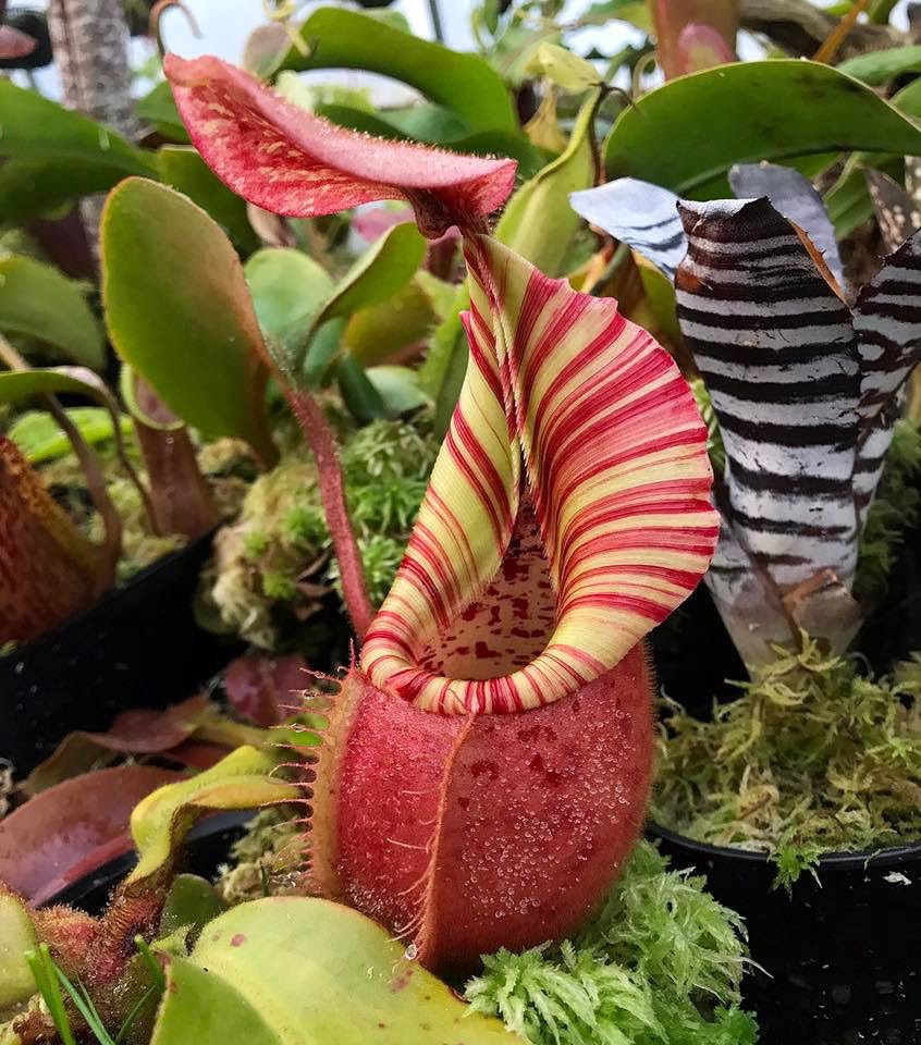  p> b>维奇猪笼草(nepenthes veitchii) /b>原产于婆罗洲.