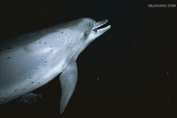  p>花斑原海豚(学名:stenella frontalis),身体呈纺锤形,体形颇似 a