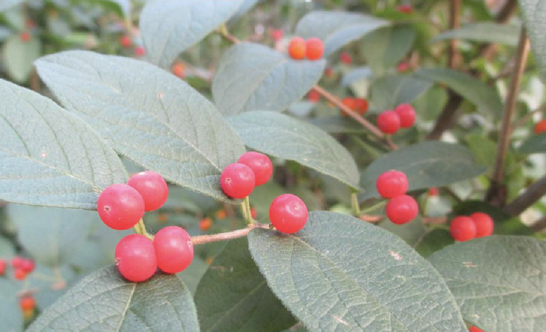  p>早花忍冬(学名: i>lonicera praeflorens  /i>batal.