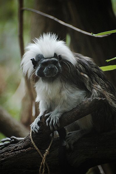  p>绒顶柽柳猴(学名:saguinus oedipus)最大的特色就是那一头蓬松的